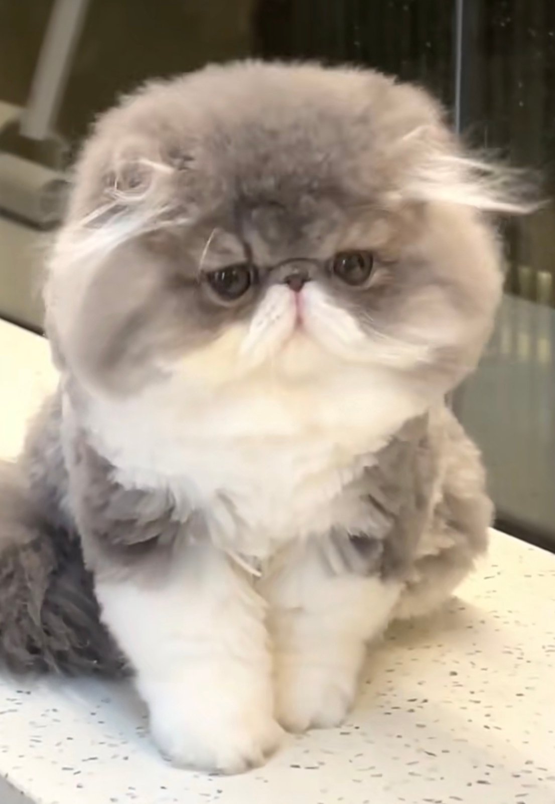 Fluffy grey-and-white Persian kitten with flat face